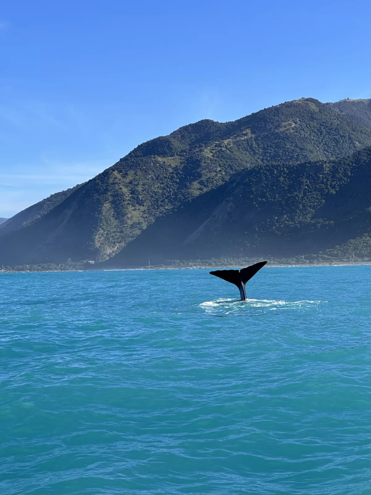 ...und verabschiedet sich mit einem Flossenschlag