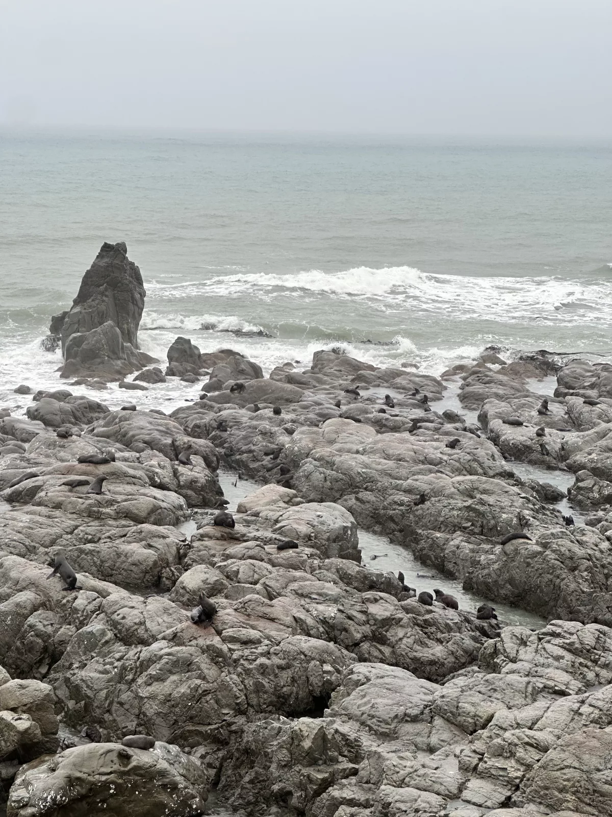 Unzählige Robben haben wir später am Ohau Point Lookout gesehen (nicht in Kaikoura)