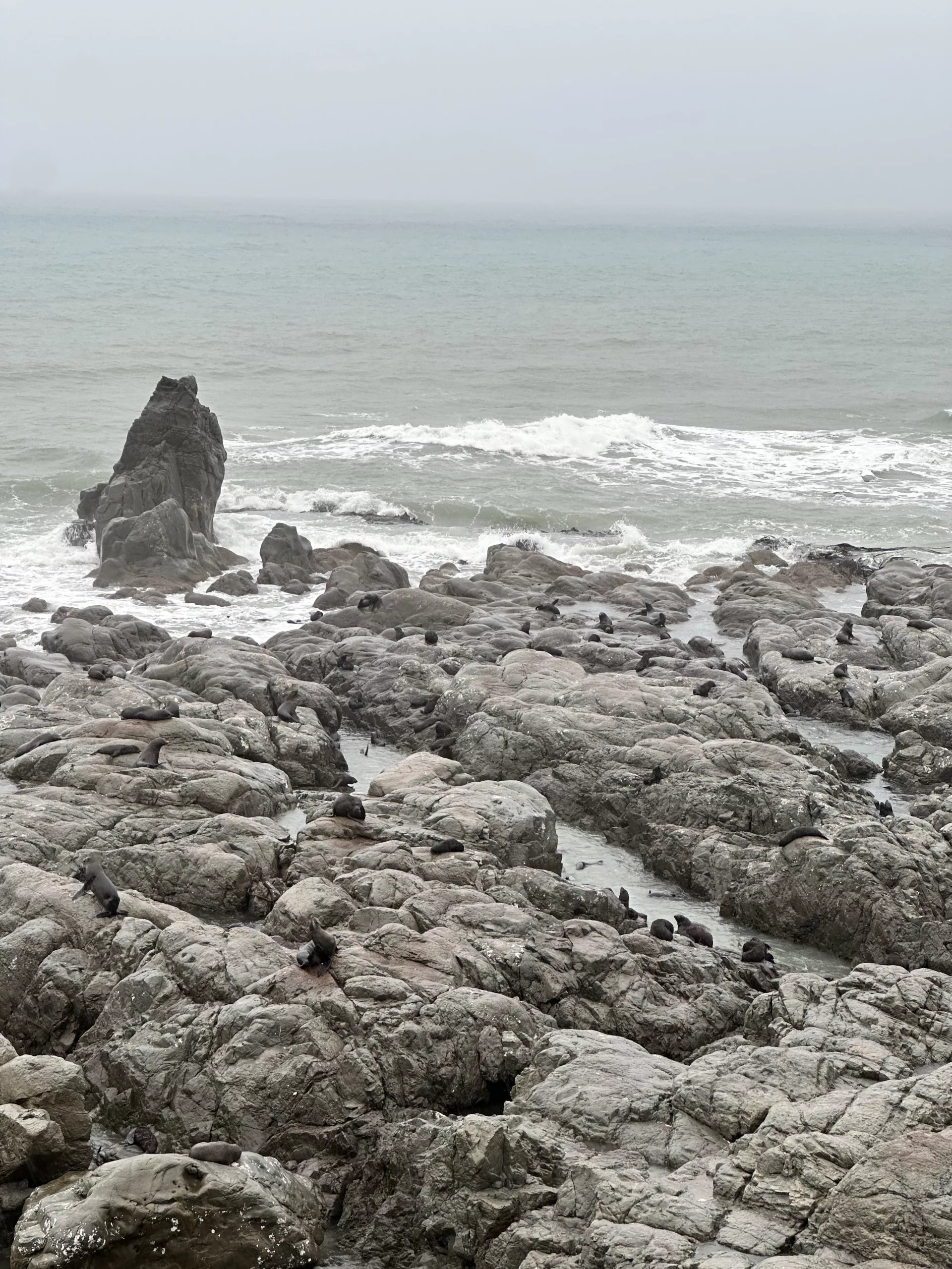 Unzählige Robben haben wir später am Ohau Point Lookout gesehen (nicht in Kaikoura)