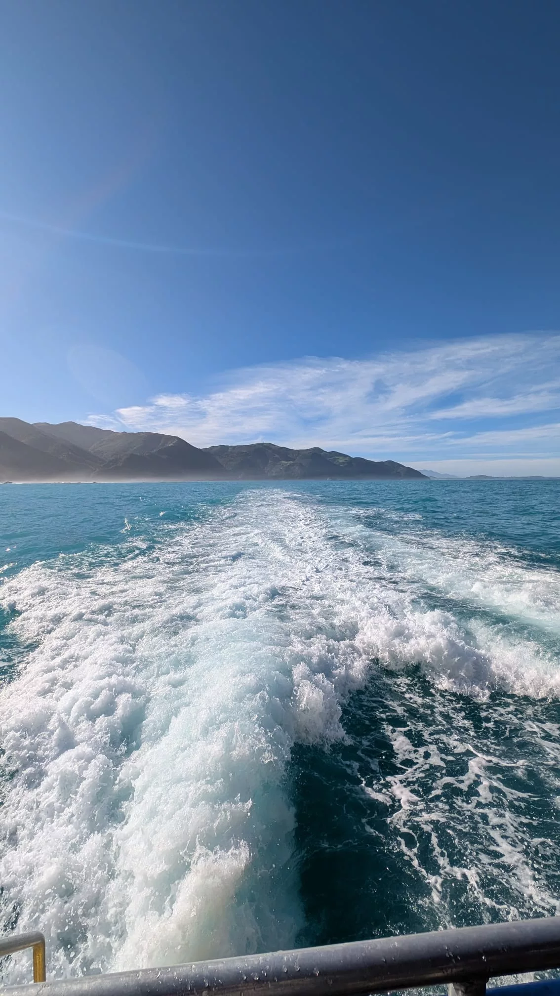 Unterwegs tauchten immer wieder Seehunde und Delfine neben uns auf