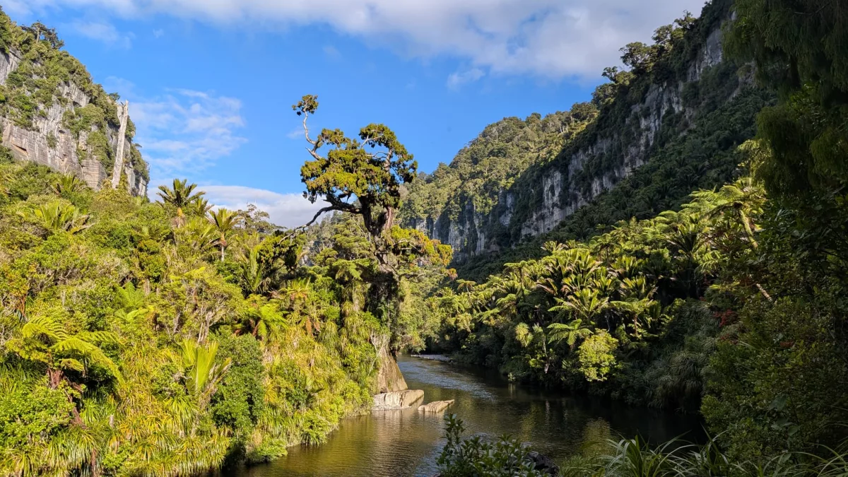Der Pororari Lookout war das Ziel unserer kurzen Wanderung