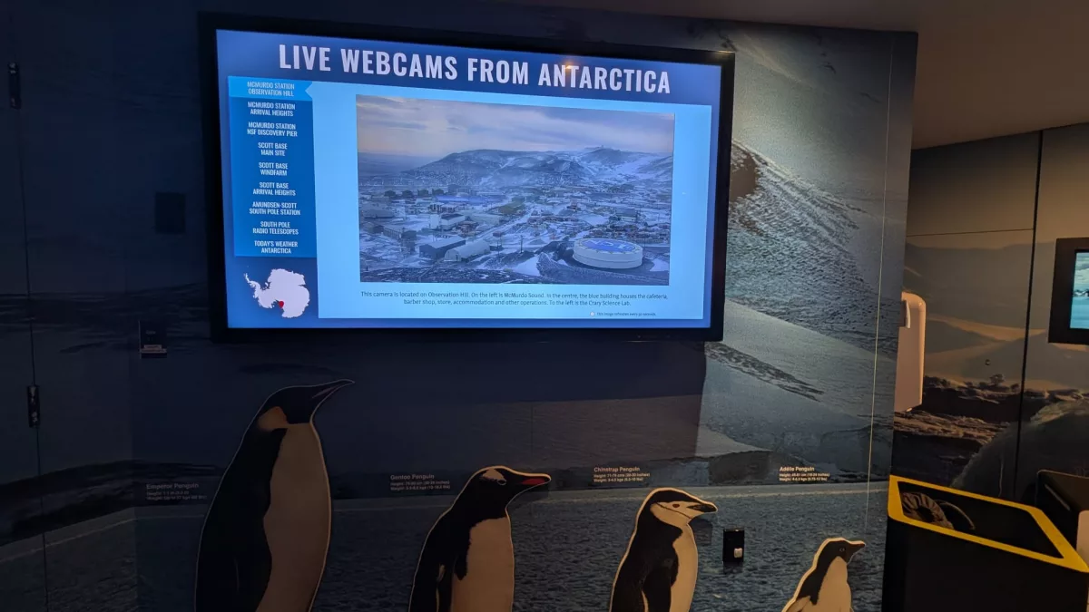 Es gibt sogar Live-Kameras aus der Antarktis