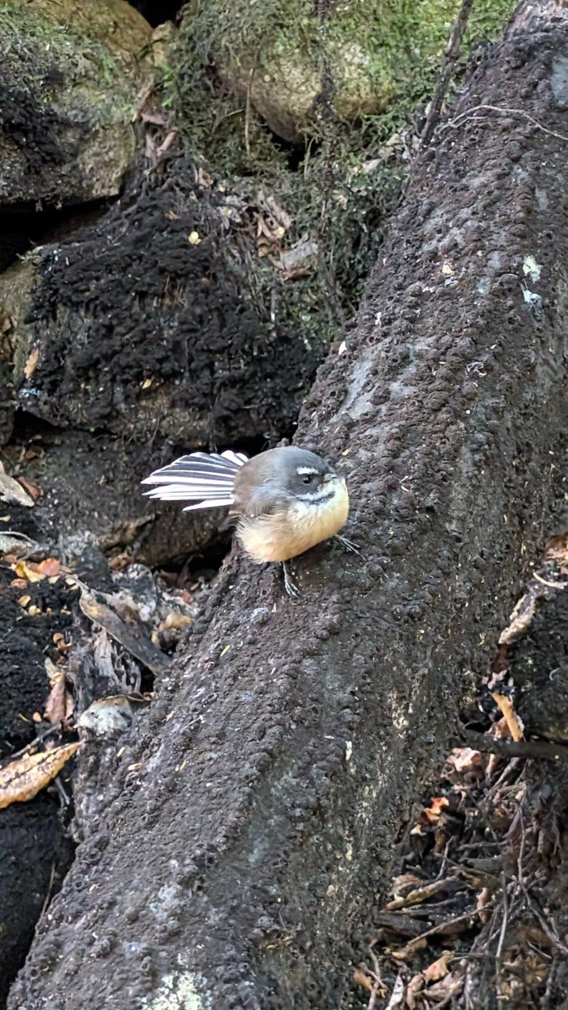Im Wald triffst du viele kleine Fantails