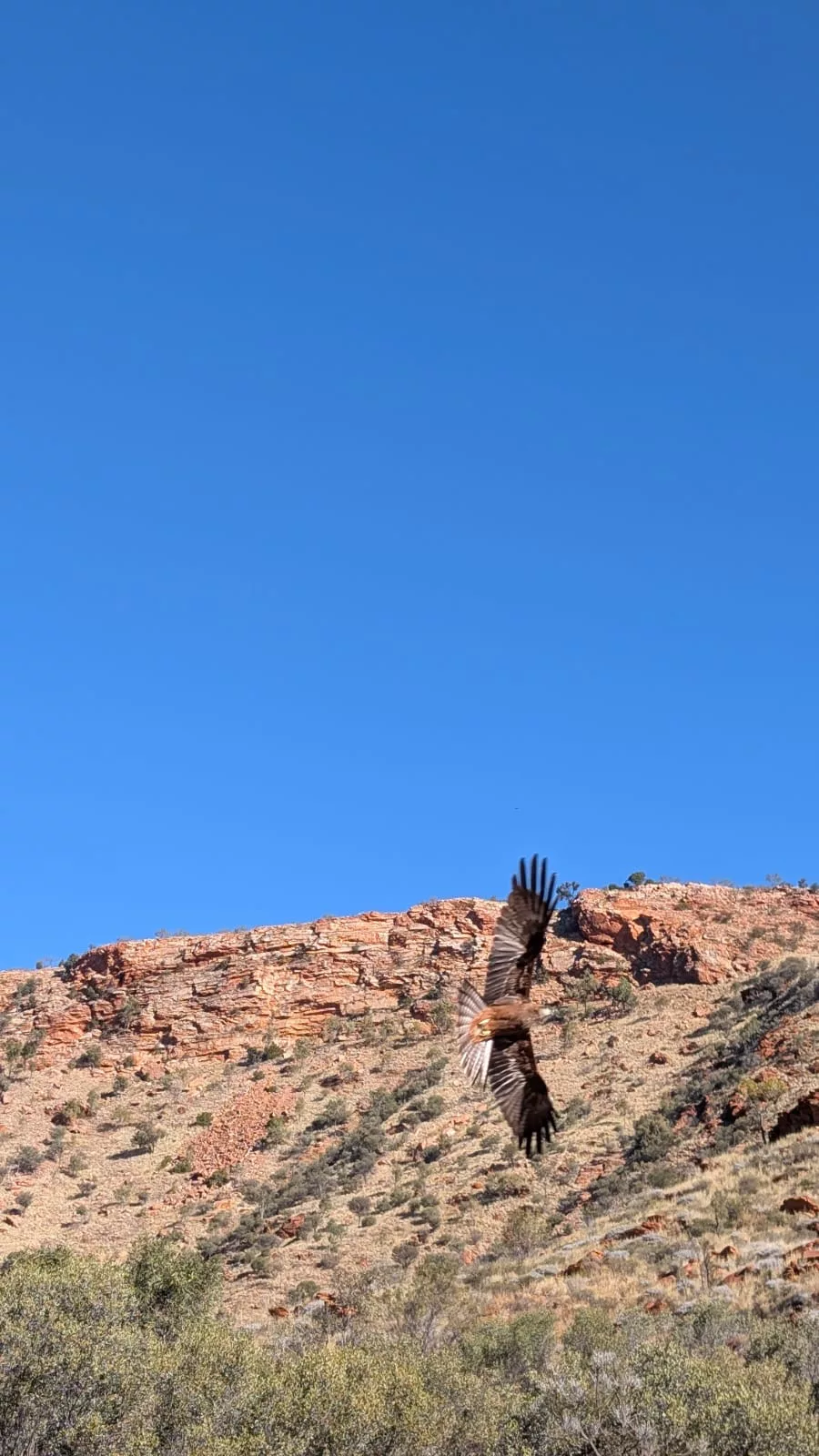 Vogelshow im Alice Springs Desert Park Vogelshow im Alice Springs Desert Park