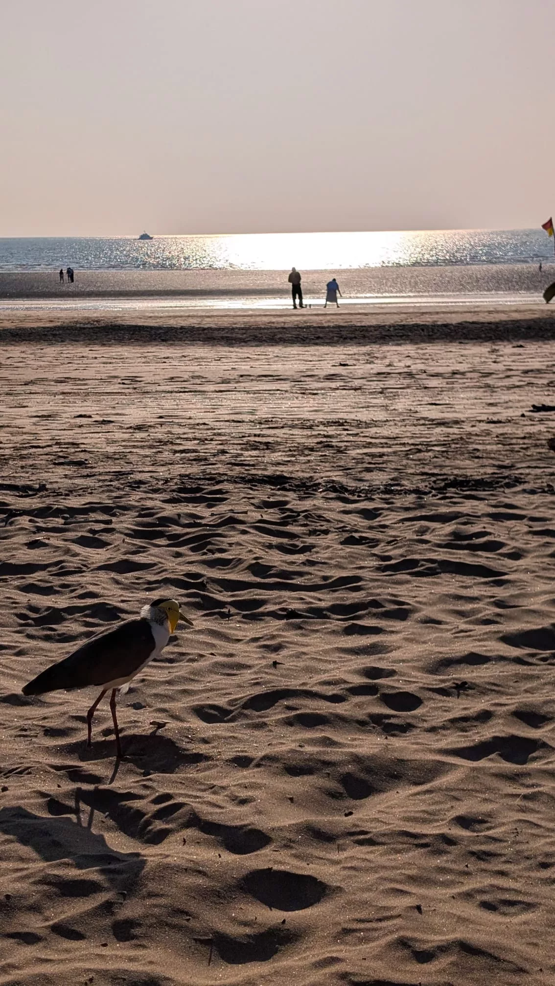 Die Ruhe vor dem (An)Sturm zum Sonnenuntergang Vogel am Mindil Beach
