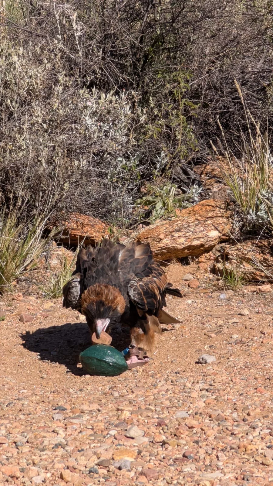 Hier wird ein Emu-Ei mit einem Stein geknackt Vogel bei der Show im Alice Springs Desert Park