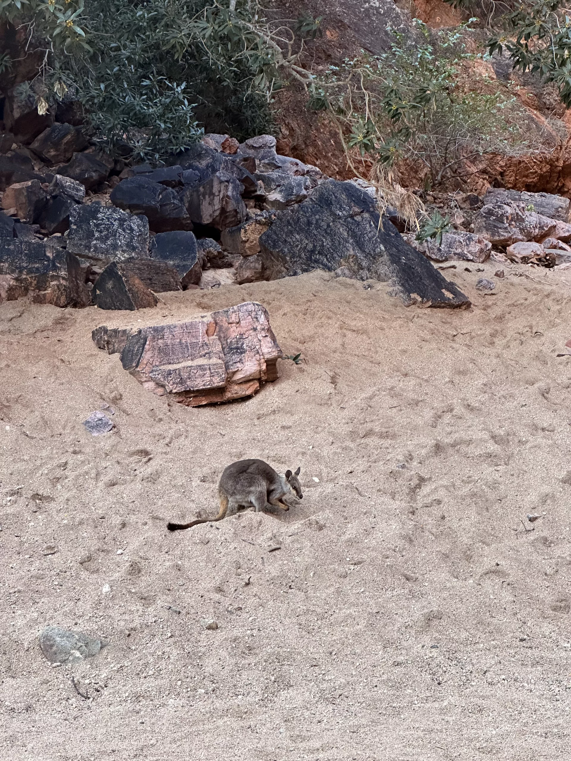 Wallaby an der Simpsons Gap