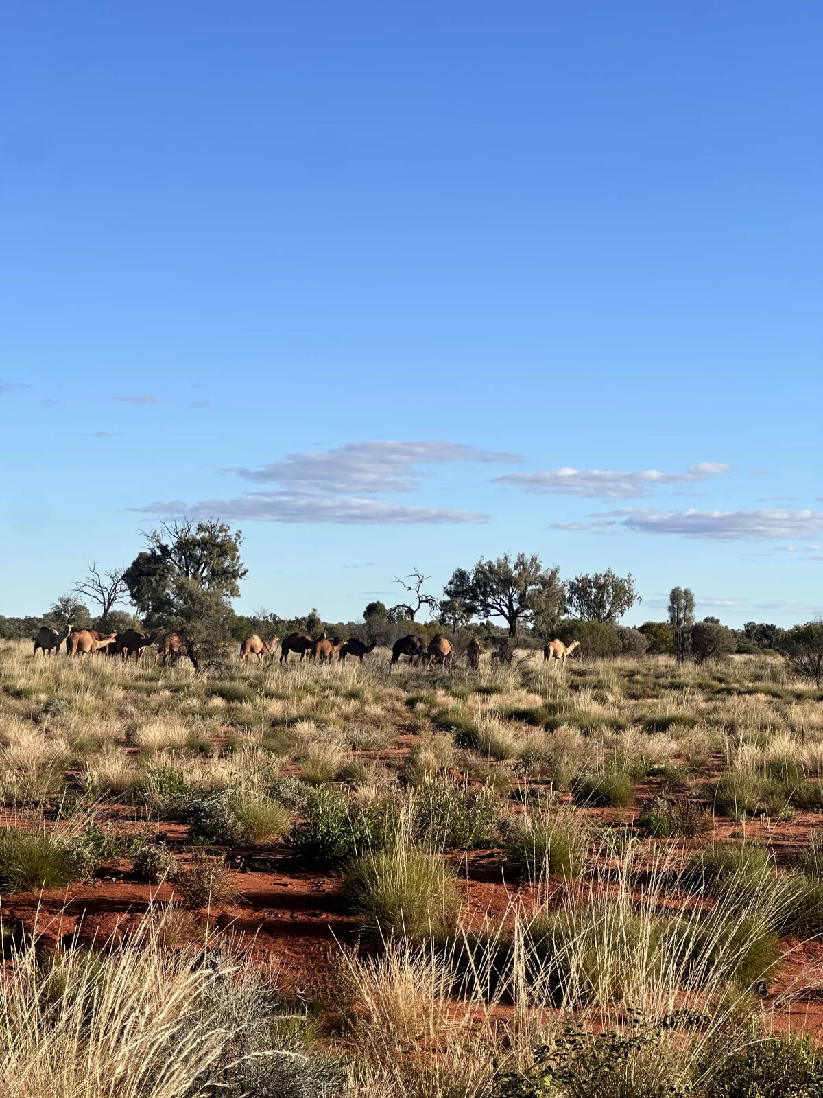 Hier haben wir an der Straße sogar Kamele entdeckt Kamele im Outback bei Kata Tjuta