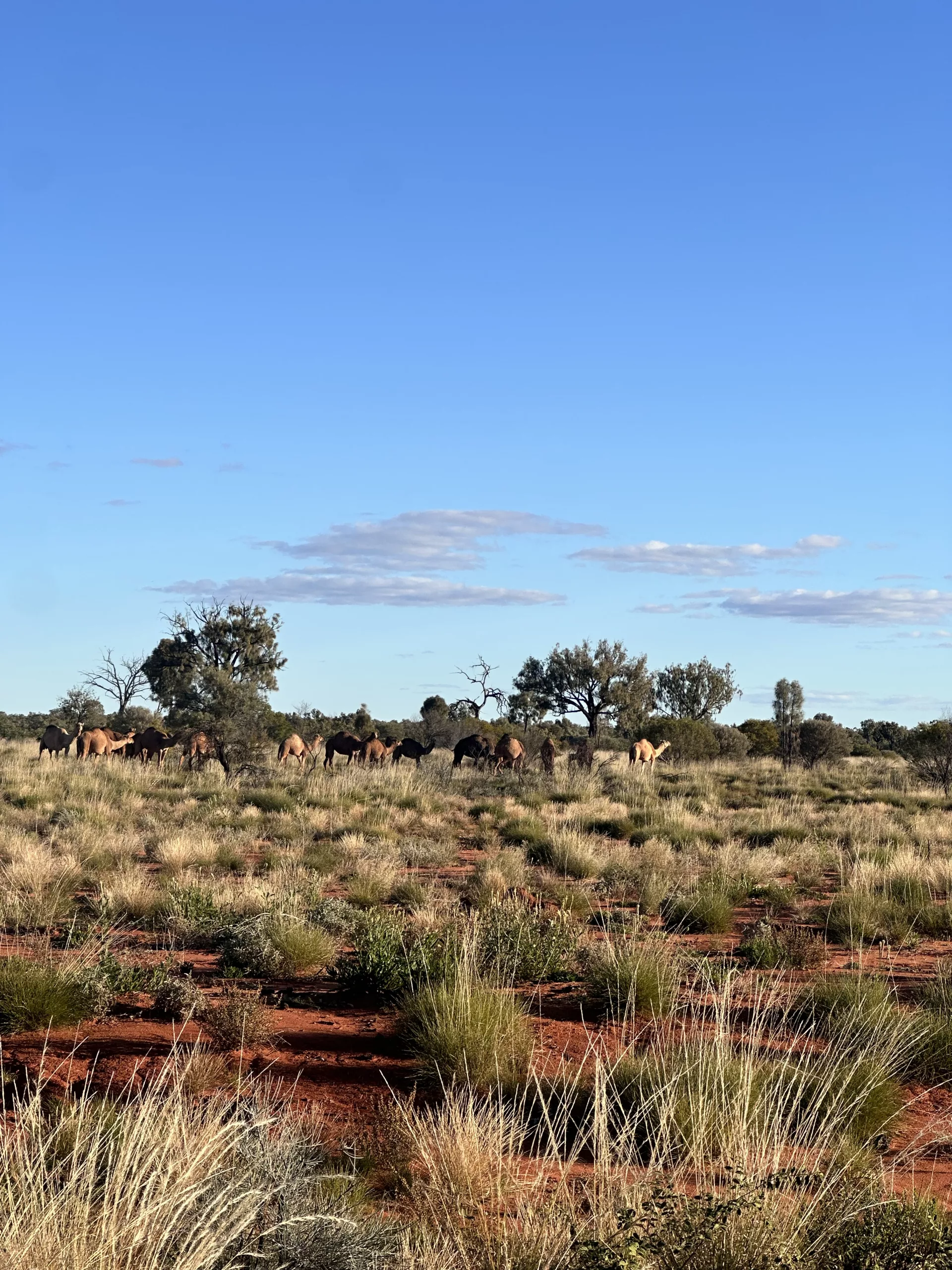 Kamele im Outback bei Kata Tjuta