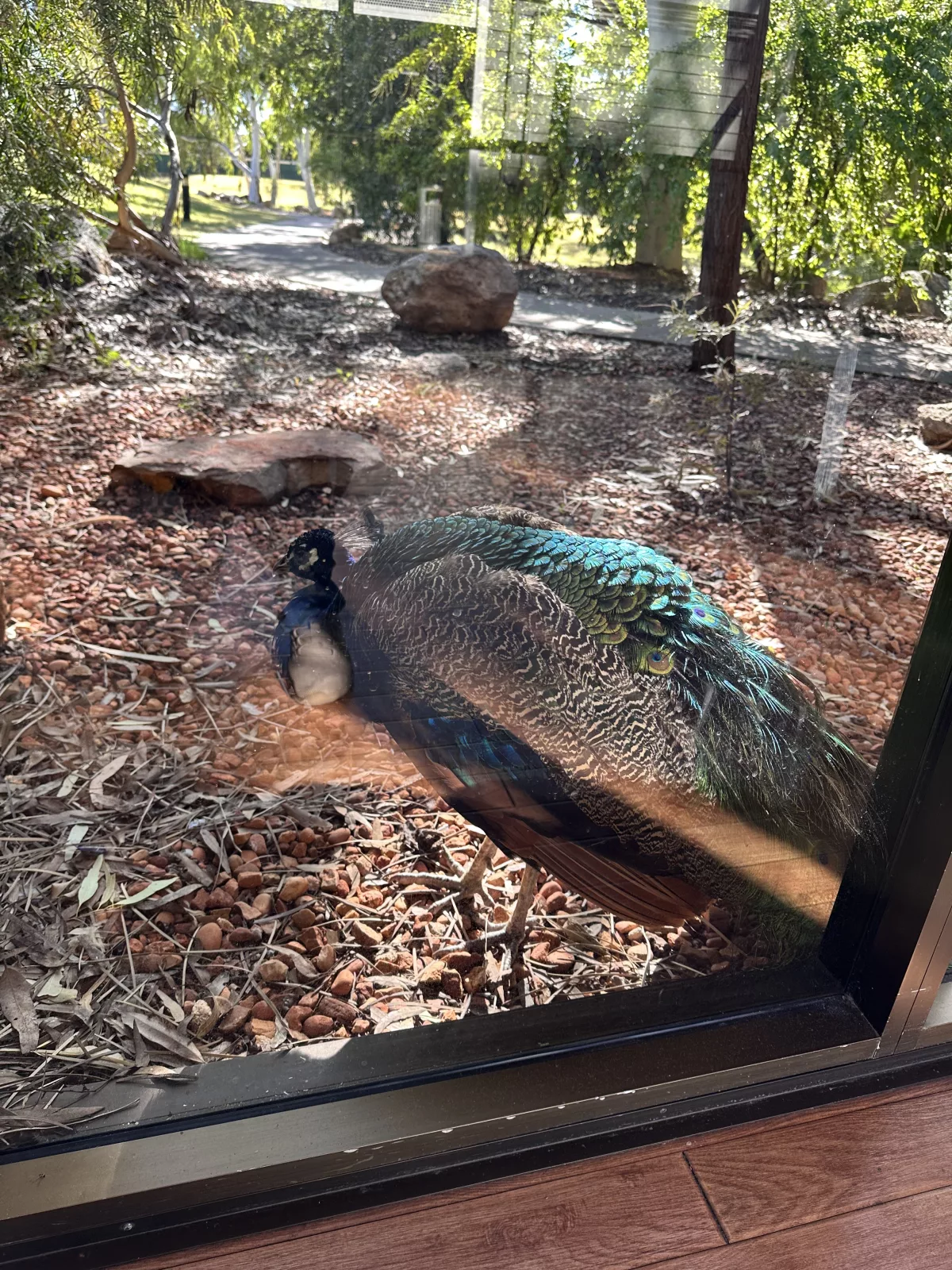 Im Hotel wohnte auch ein Pfau Pfau im Double Tree by Hilton Hotel in Alice Springs