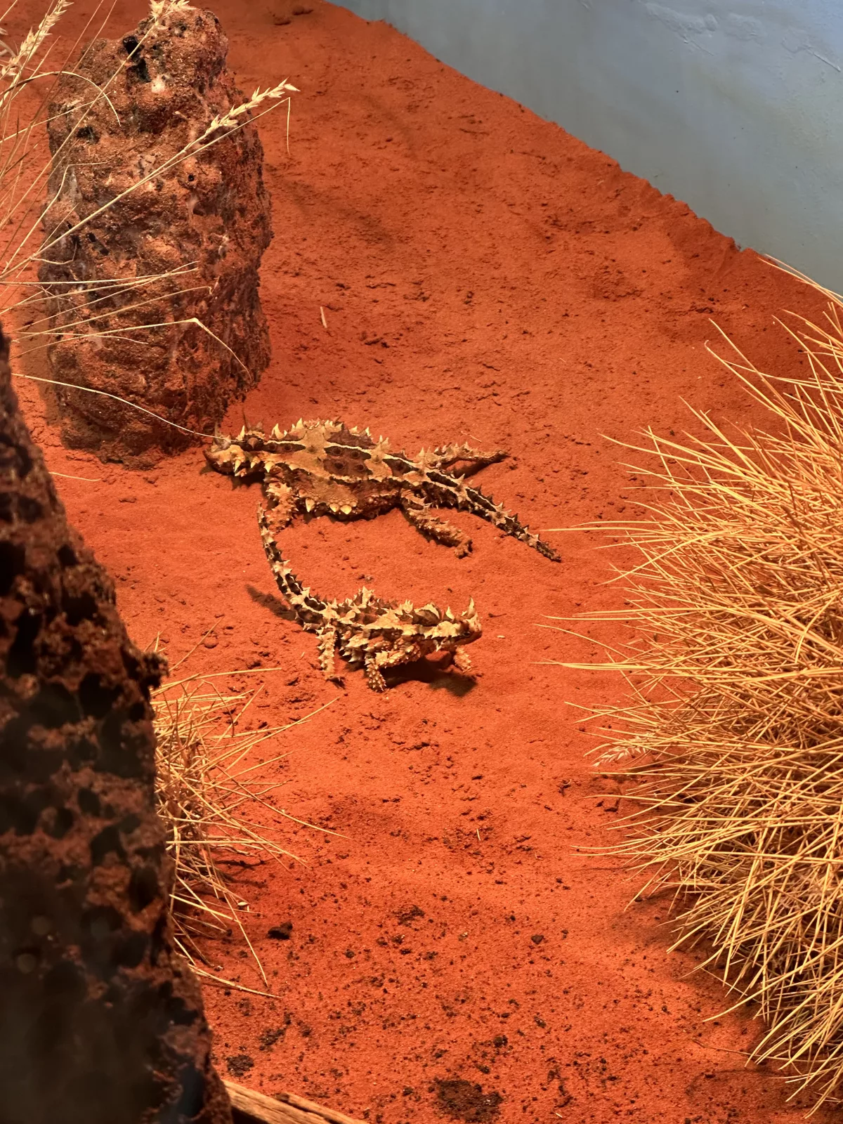Die Dornteufel leben im Haus der nachtaktiven Tiere Dornteufel im Alice Springs Desert Park
