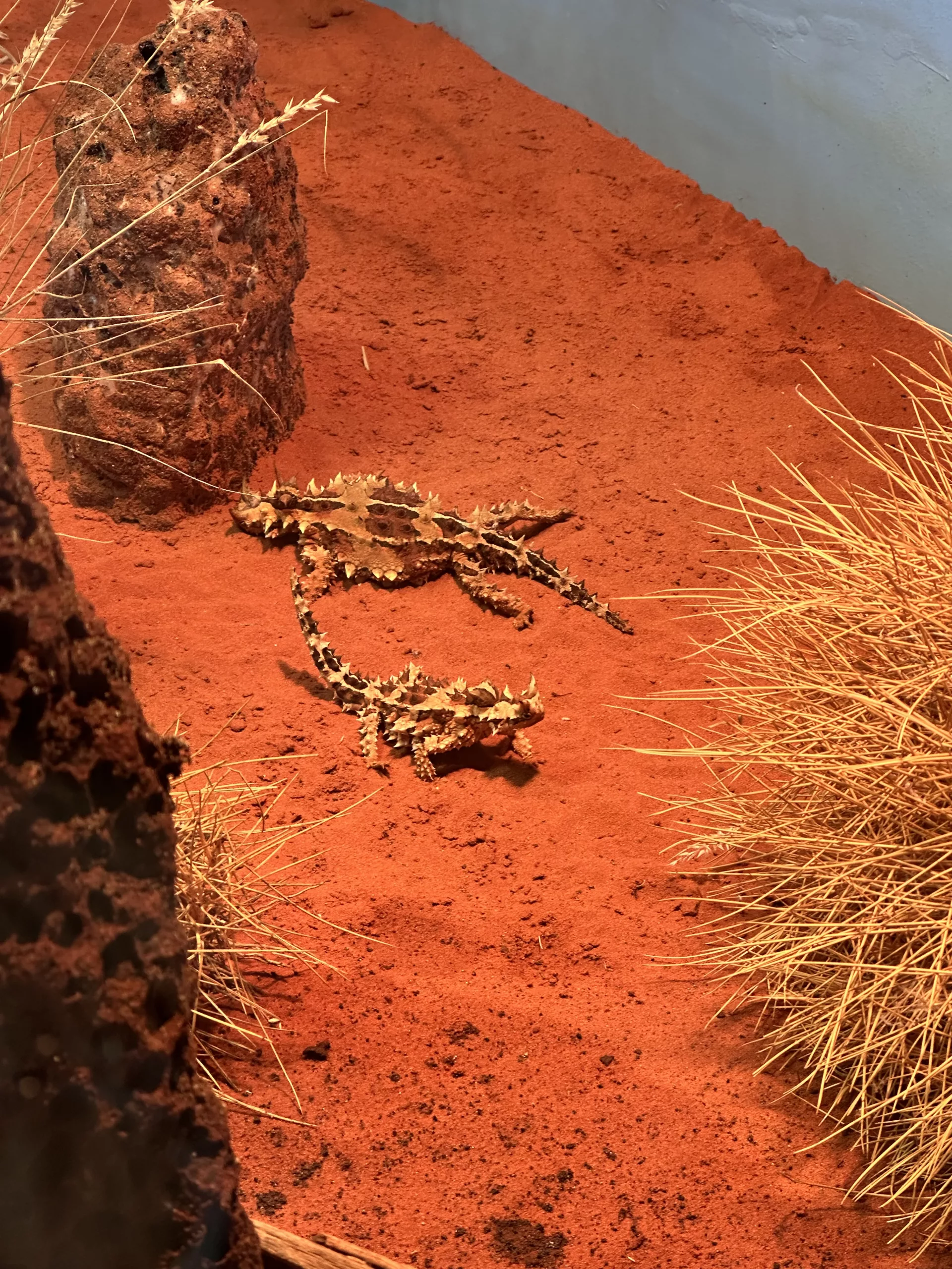 Dornteufel im Alice Springs Desert Park