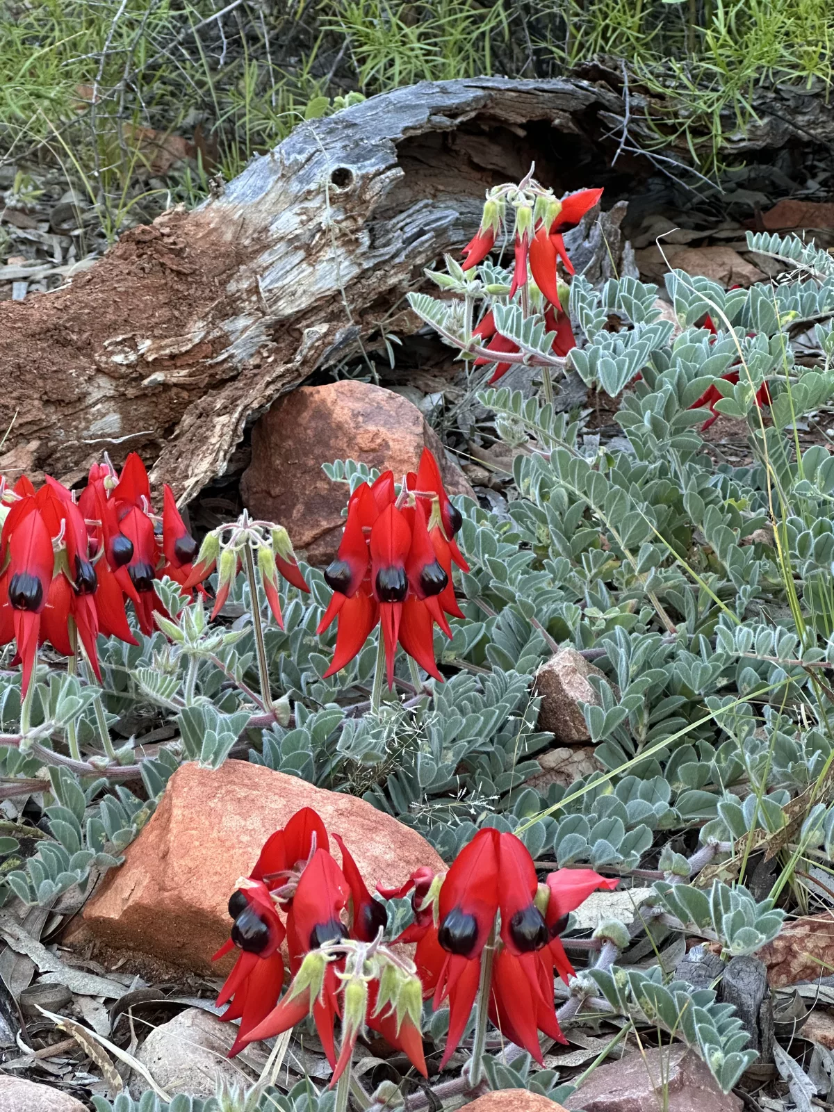 Wüstenerbse oder Sturts Ruhmesblume im Park Auffällig rote Blüten der Wüstenerbse (Sturts Ruhmesblume)