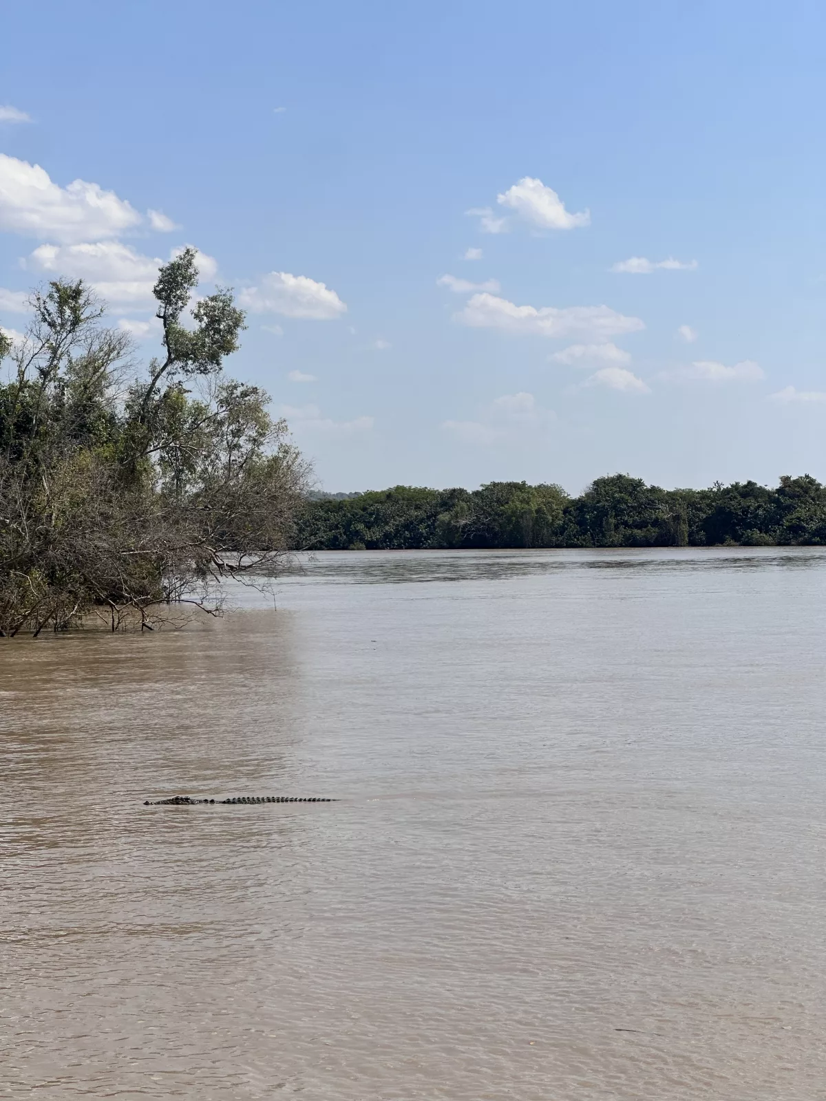 Eins der vielen Krokodile im Adelaide River Krokodil im Adelaide River