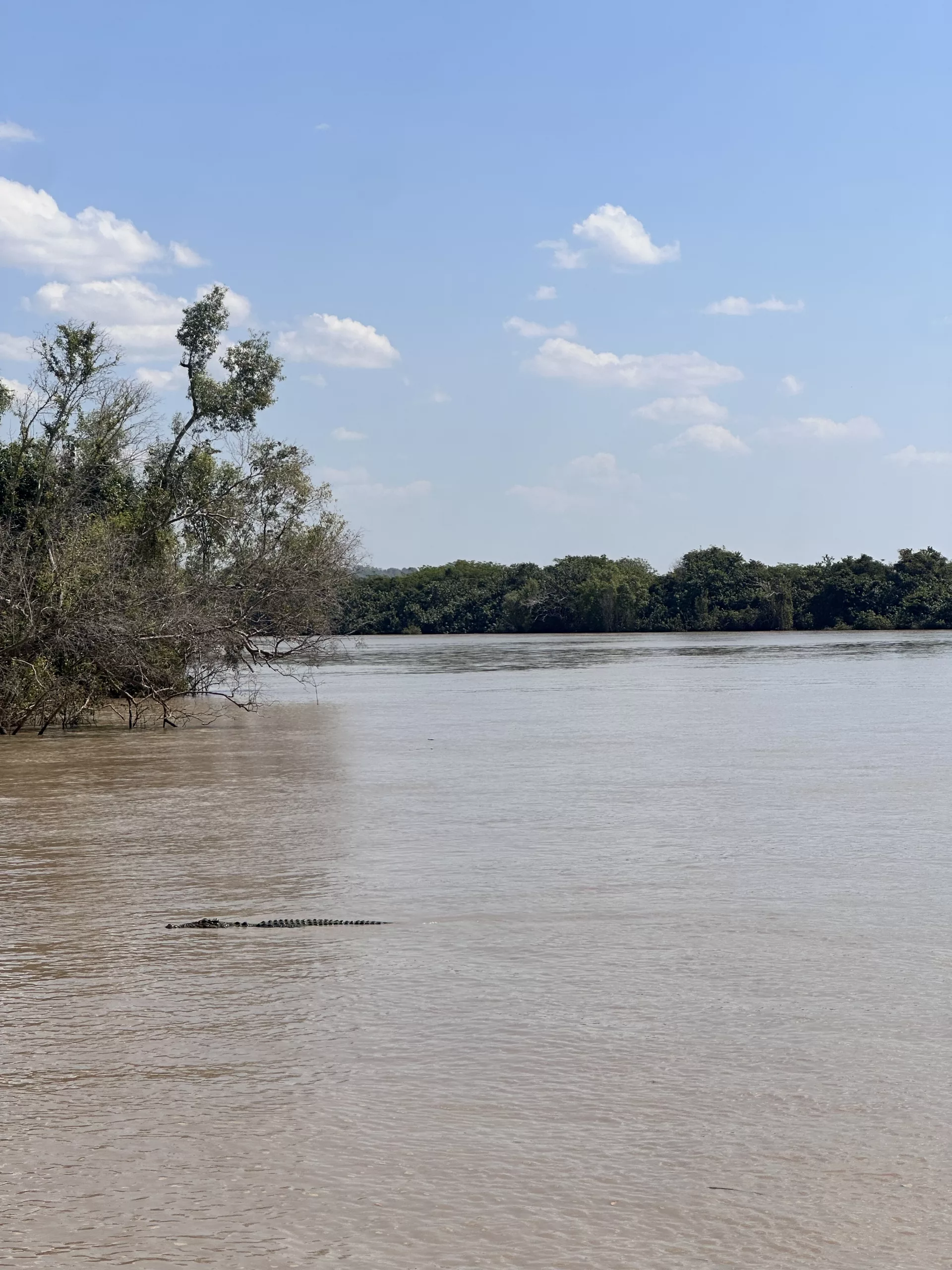Krokodil im Adelaide River