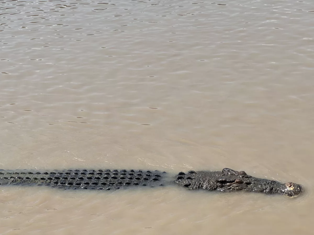 Casanova, ca. 5m lang und 800kg schwer Krokodil Casanova im Adelaide River