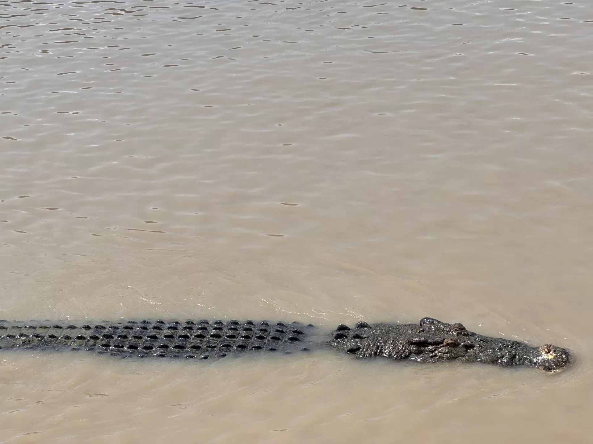 Krokodil Casanova im Adelaide River