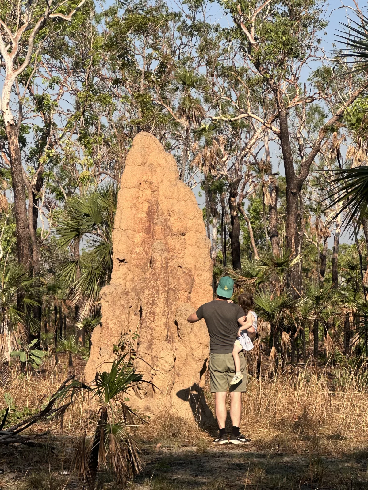 Die Termitenhügel im Litchfield Nationalpark sind riesig Riesige Termitenhügel im Litchfield Nationalpark