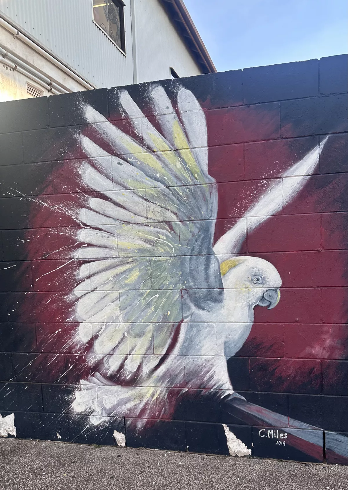 Street Art Cockatoo (Catherine Miles) street art darwin Kakadu