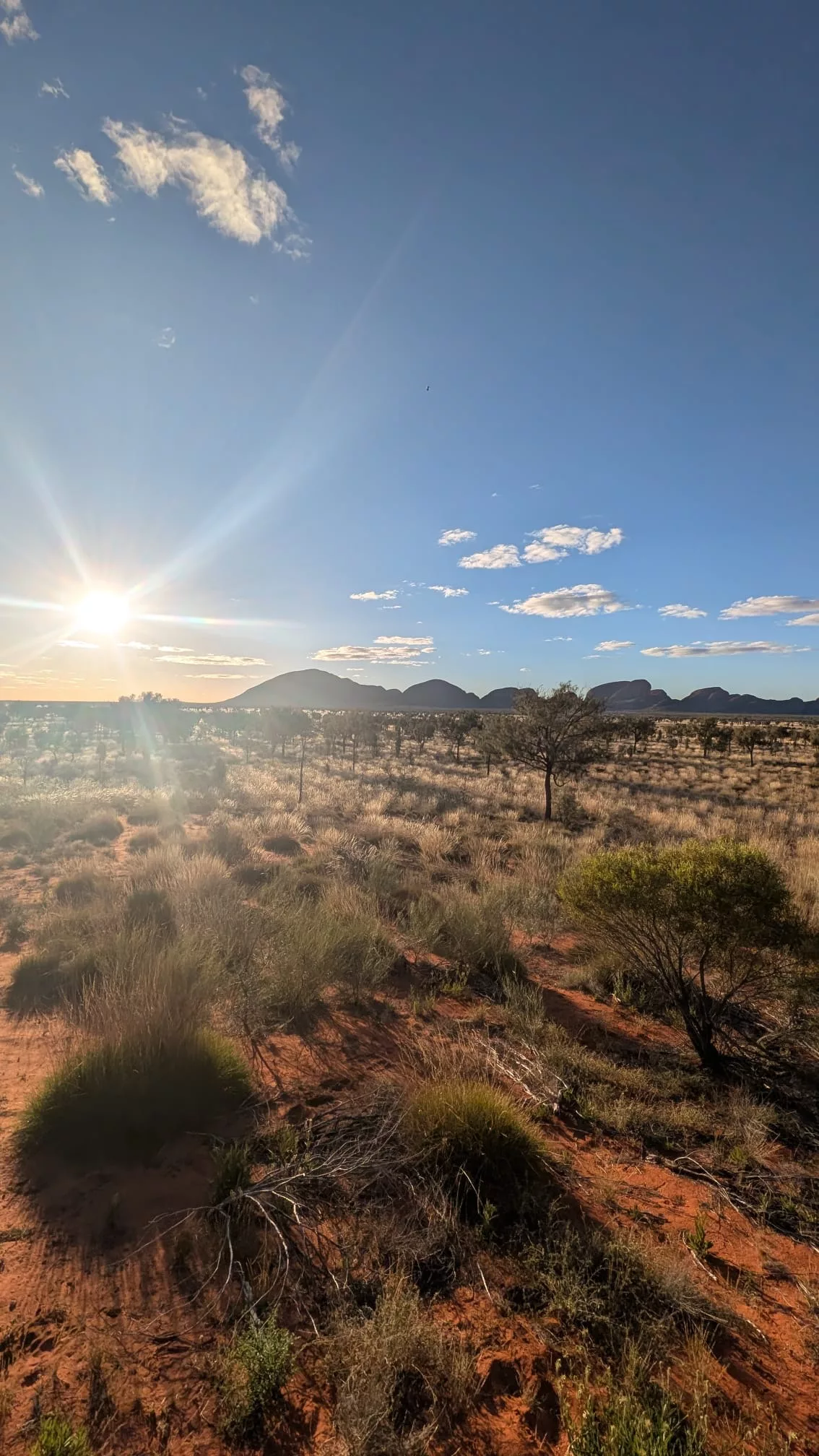 Silhouette von Kata Tjuta am späten Nachmittag Silhouette von Kata Tjuta hinter der Buschlandschaft