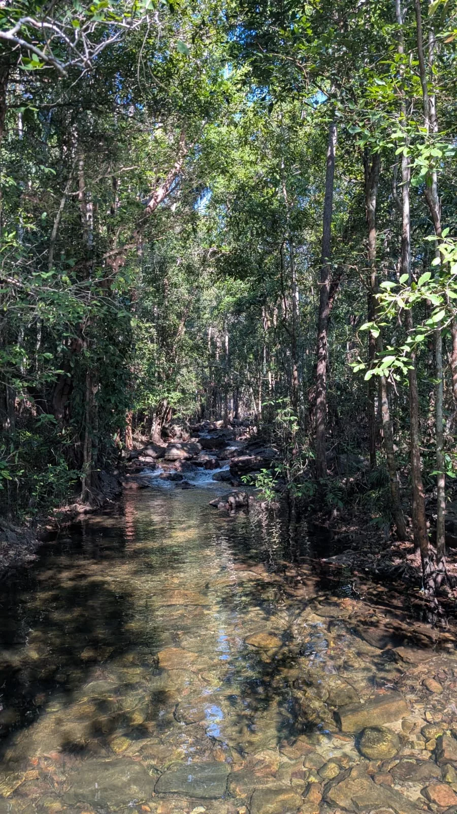 Das klare Wasser der Florence Creek Florence Creek im Litchfield Nationalpark