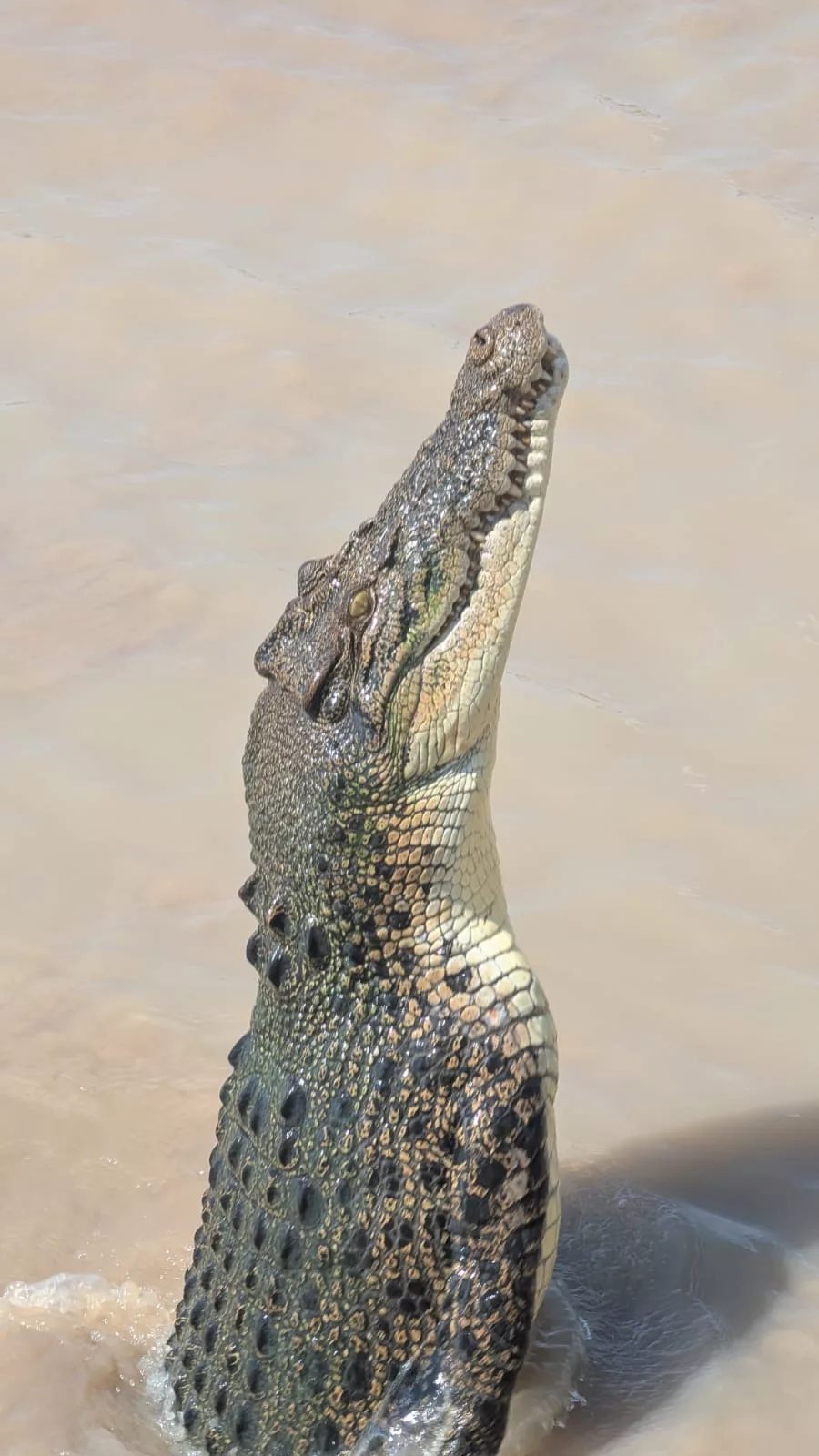 Beim Füttern sah man die Tiere aus der Nähe Salzwasserkrokodil in Australien