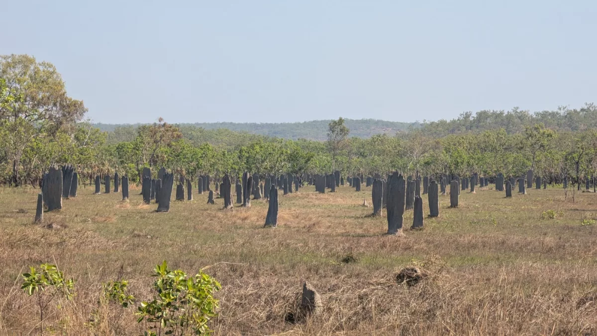 Am Magnetic Termite Mounds Aussichtspunkt sieht man besonders viele Termitenhügel Termitenhügel im Litchfield Nationalpark