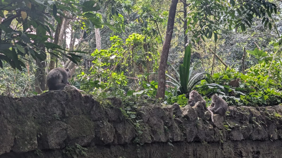 Affen im Monkey Forest von Ubud