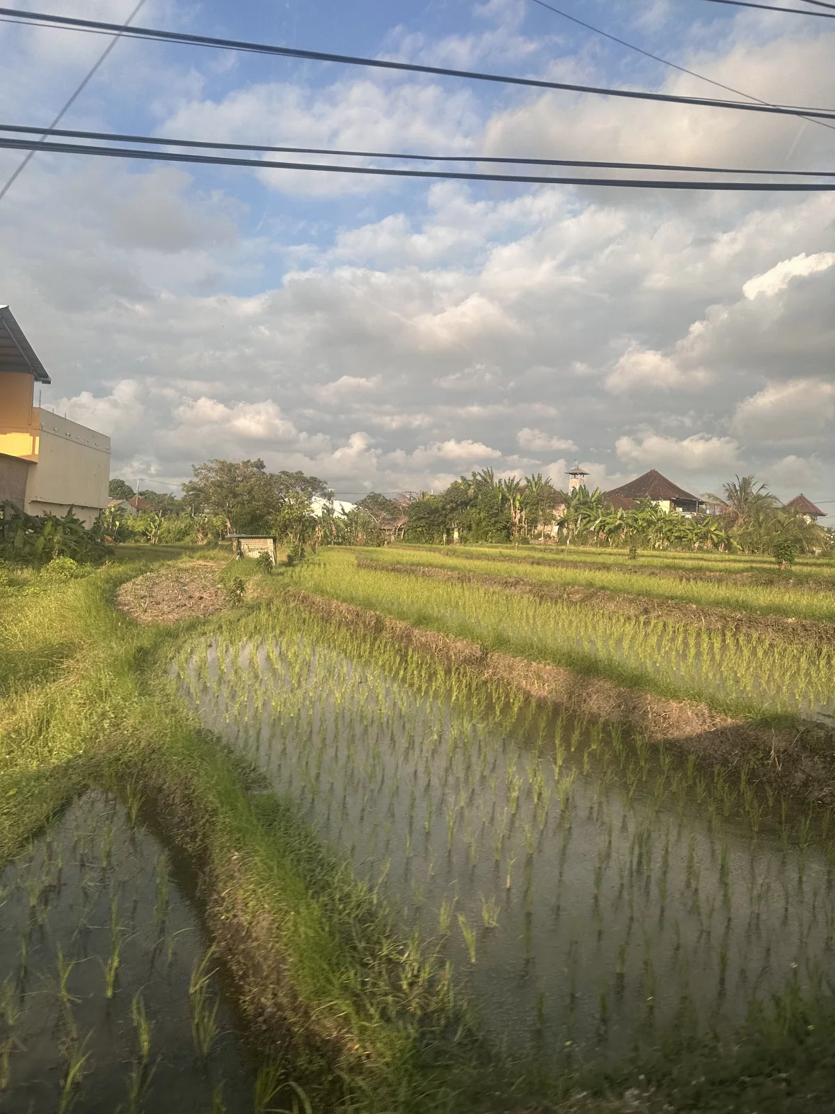 Reisfelder am Straßenrand auf Bali