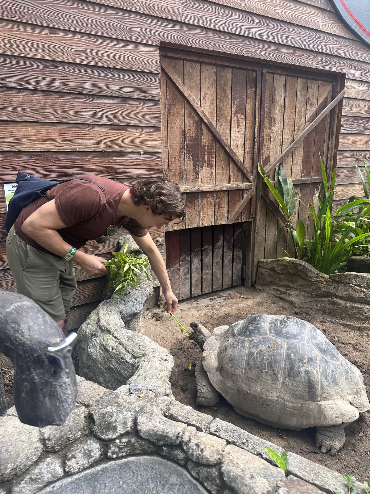 Oli füttert die Riesenschildkröten im Bali Safari Park