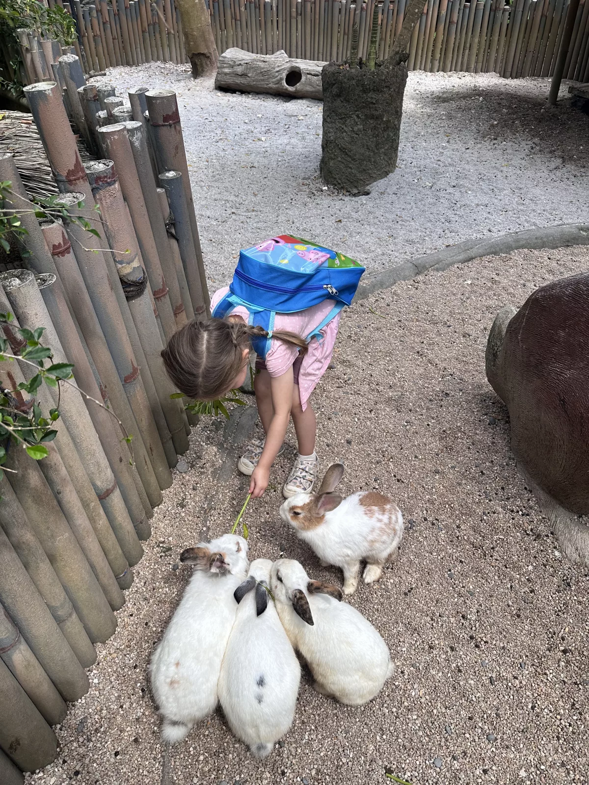 Kaninchen und viele andere Tiere können im Streichelzoo des Bali Safari Parks gefüttert werden