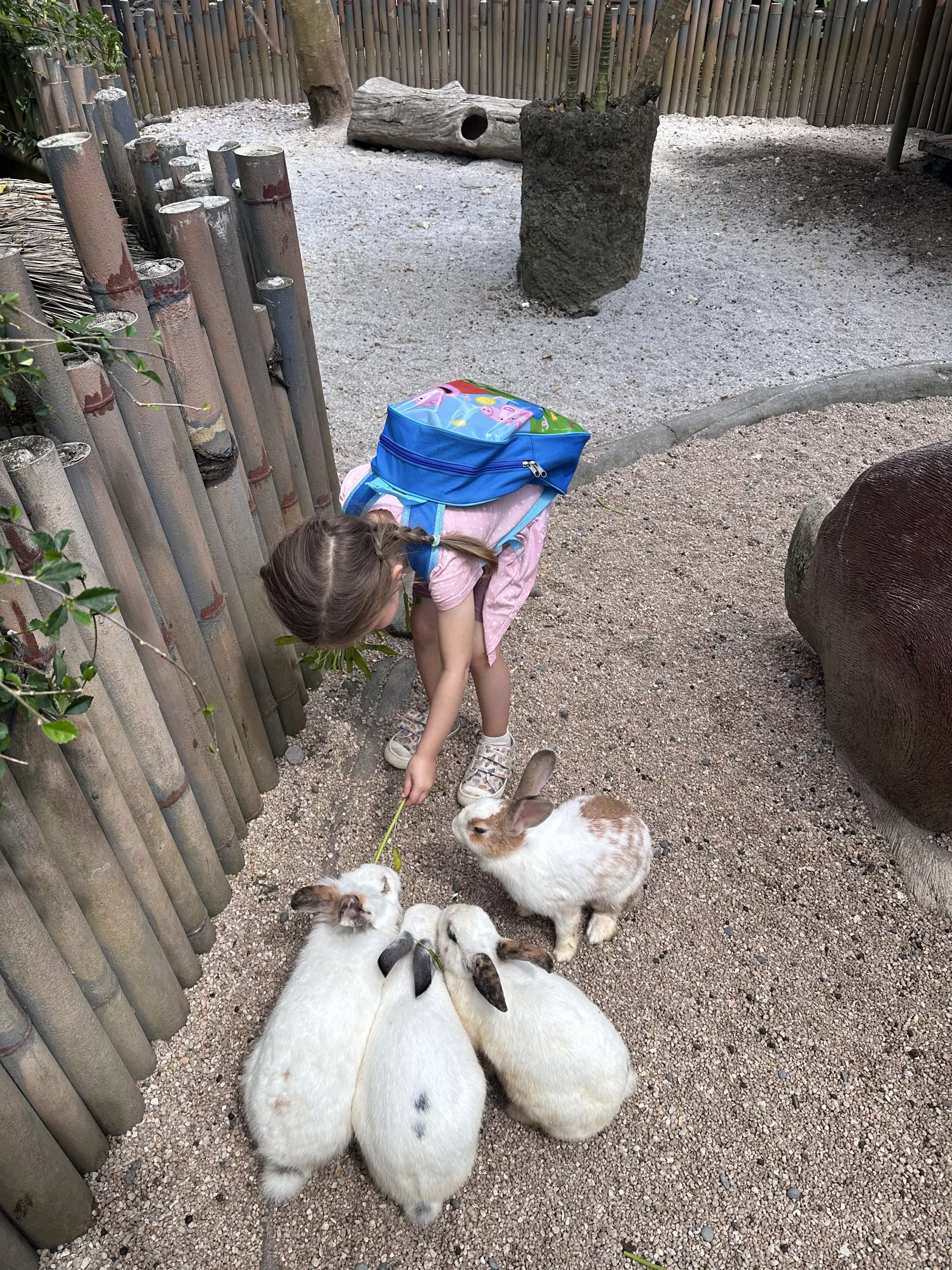 Kaninchen und viele andere Tiere können im Streichelzoo des Bali Safari Parks gefüttert werden