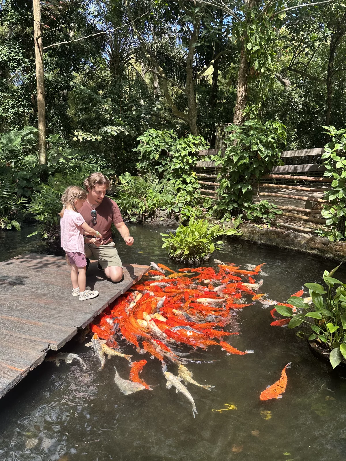 Die Koi Karpfen im Bali Safari Park kann man selbst füttern