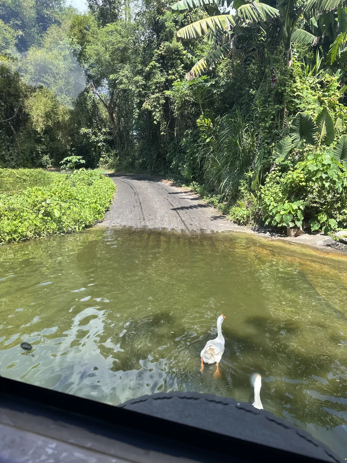 Safari Tour im Bali Safari Park