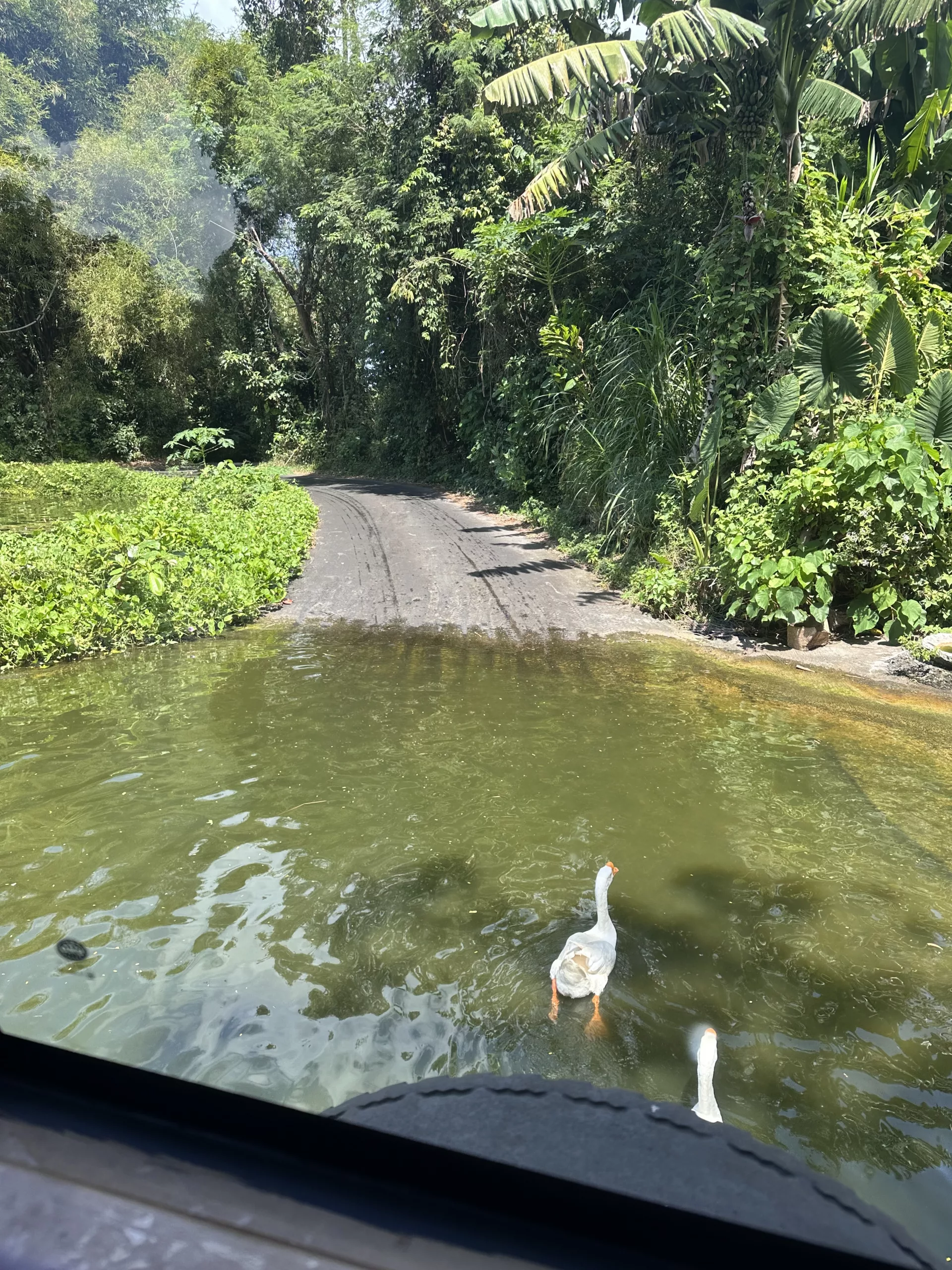 Safari Tour im Bali Safari Park