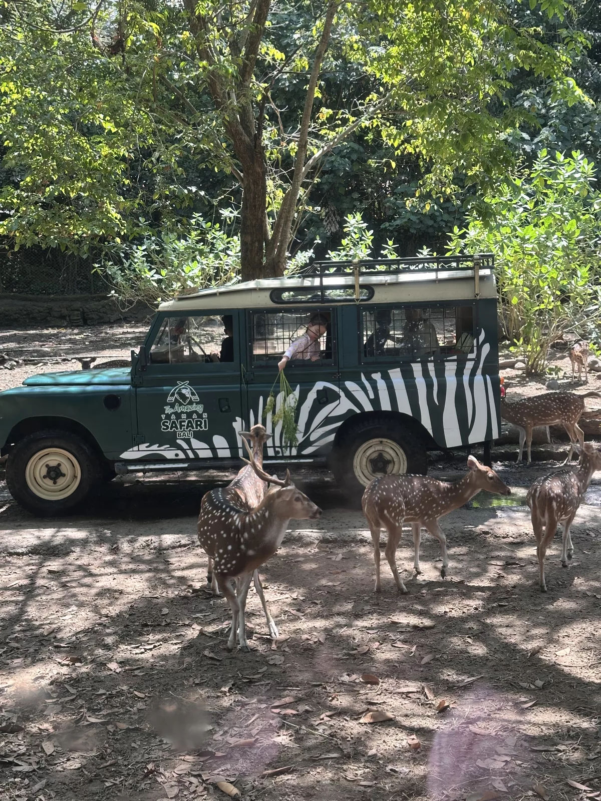 Jeep Tour im Bali Safari Park