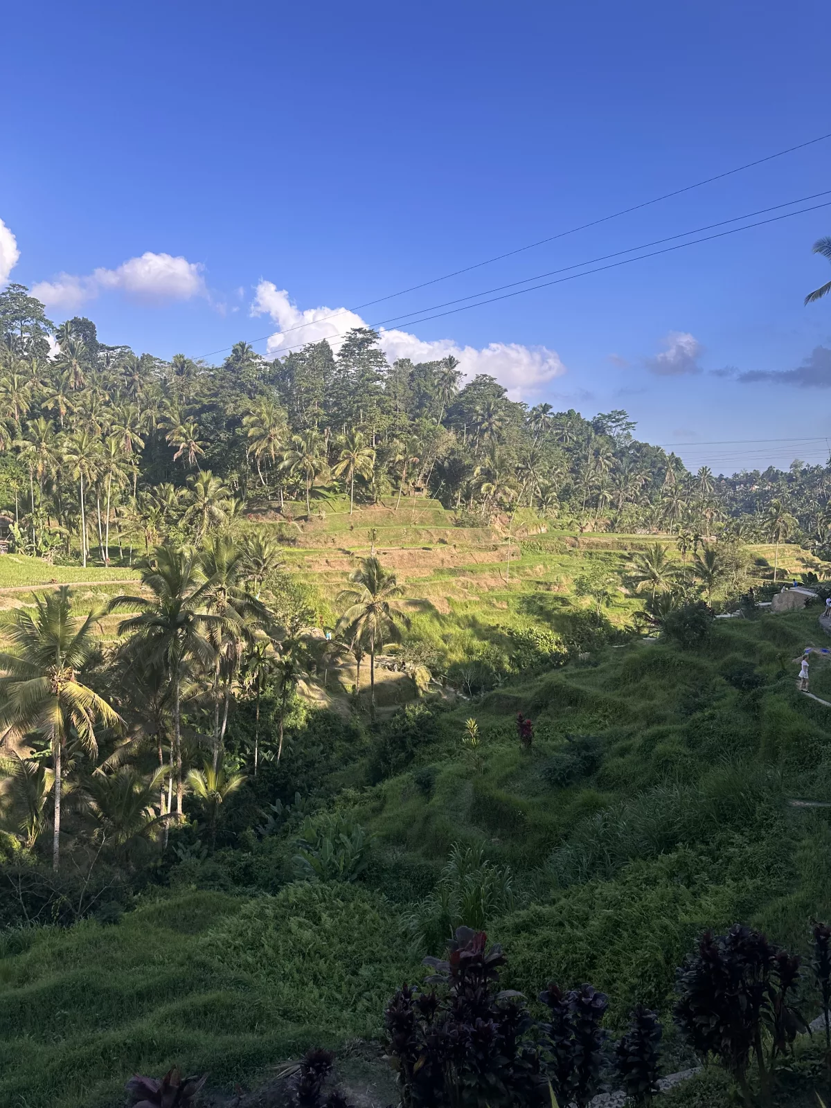 Grüne Landschaft der Reisterrassen auf Bali mit Palmen ringsherum