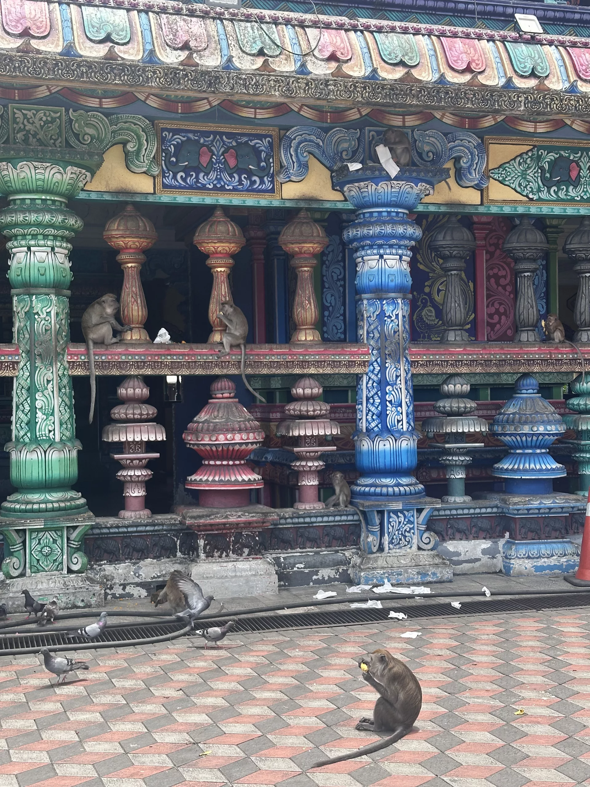 Affen und Tauben an den Batu Caves