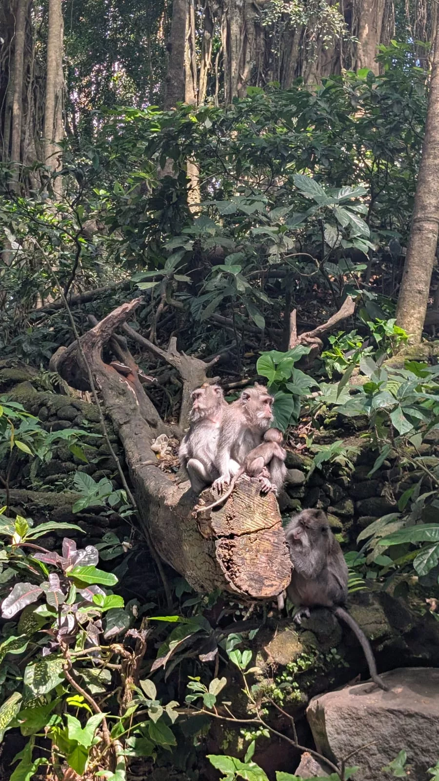 Affen mit Babys im Affenwald von Ubud