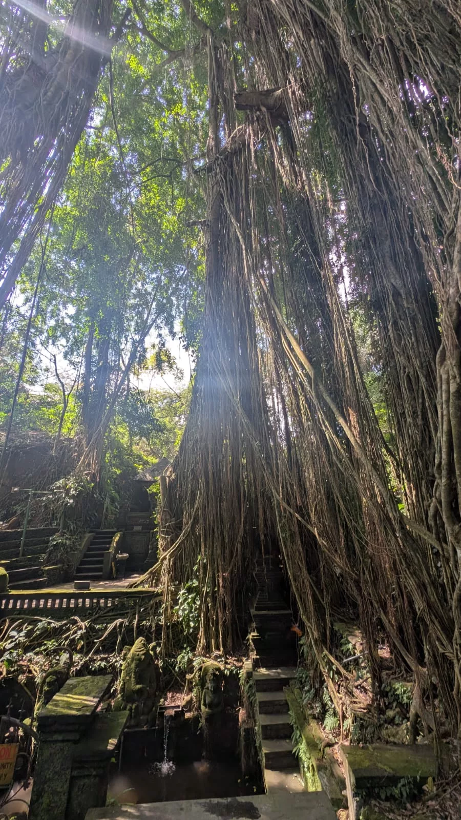 Wunderschöne Natur mit alten Bäumen im Affenwald von Ubud