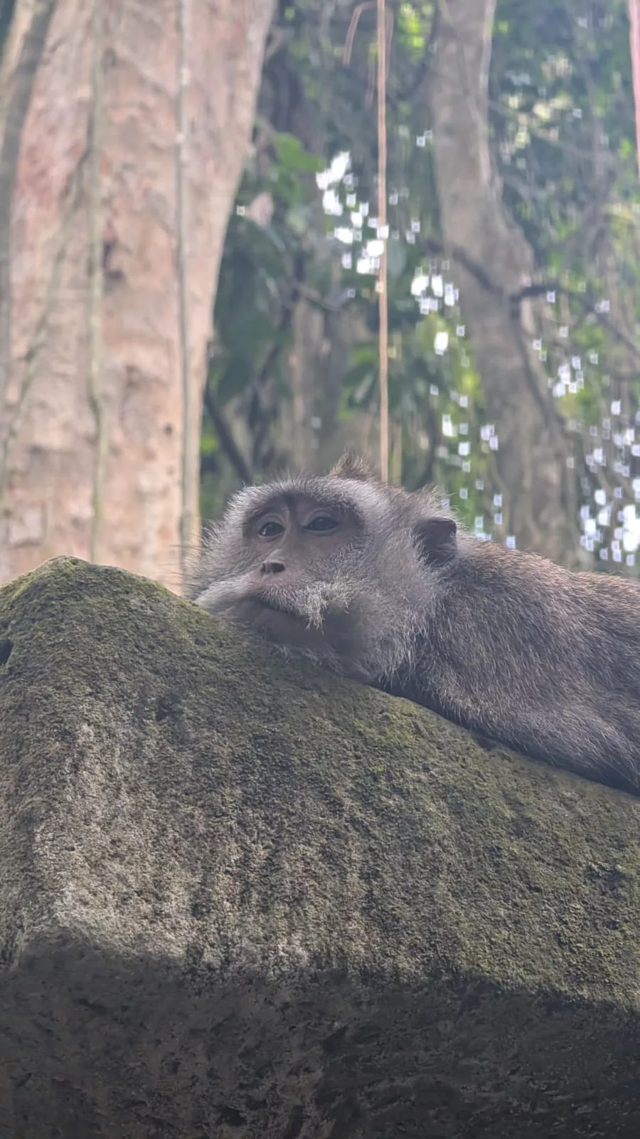 Affe entspannt sich im Affenwald von Ubud