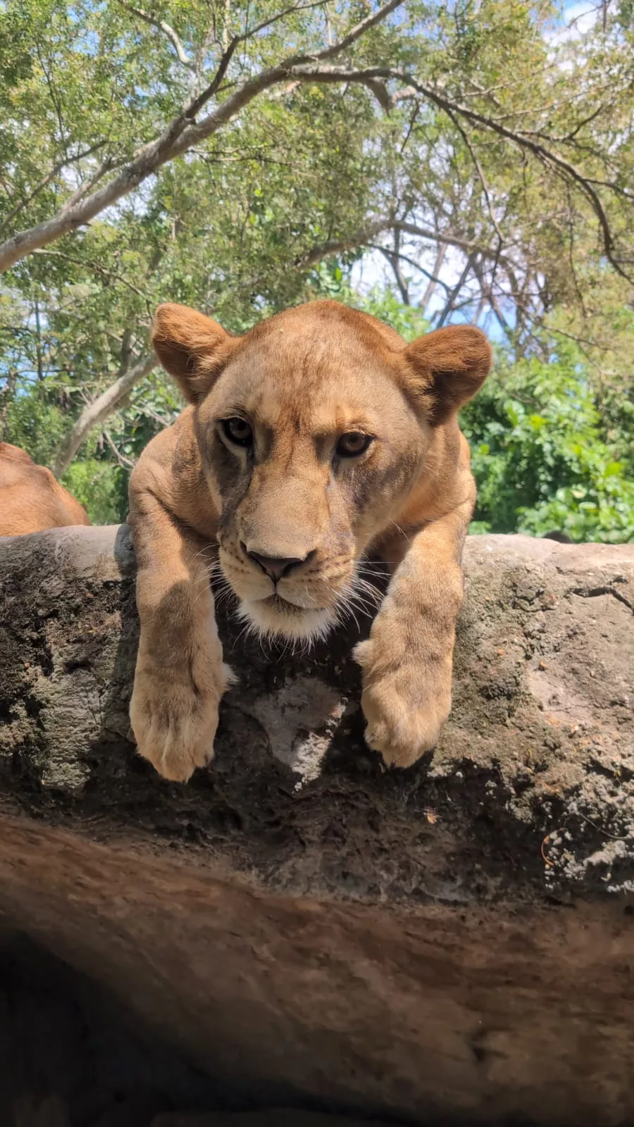 Löwin im Safari Park auf Bali