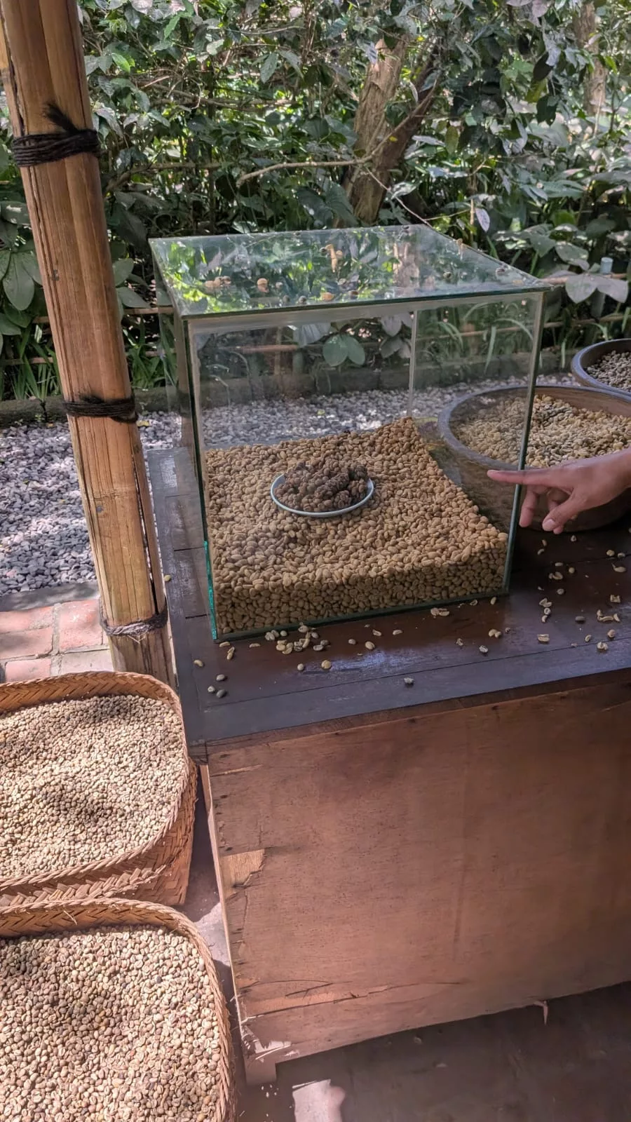 Die Kaffeebohnen des berühmten Luwak-Kaffees