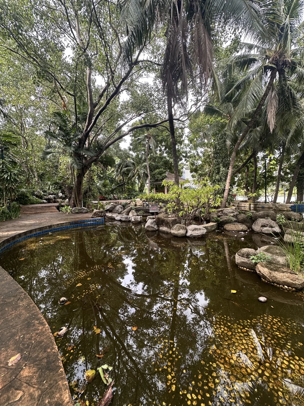 …grüne Oase voller Pflanzen und Tiere… Grüne Natur im Benjakitti Park von Bangkok