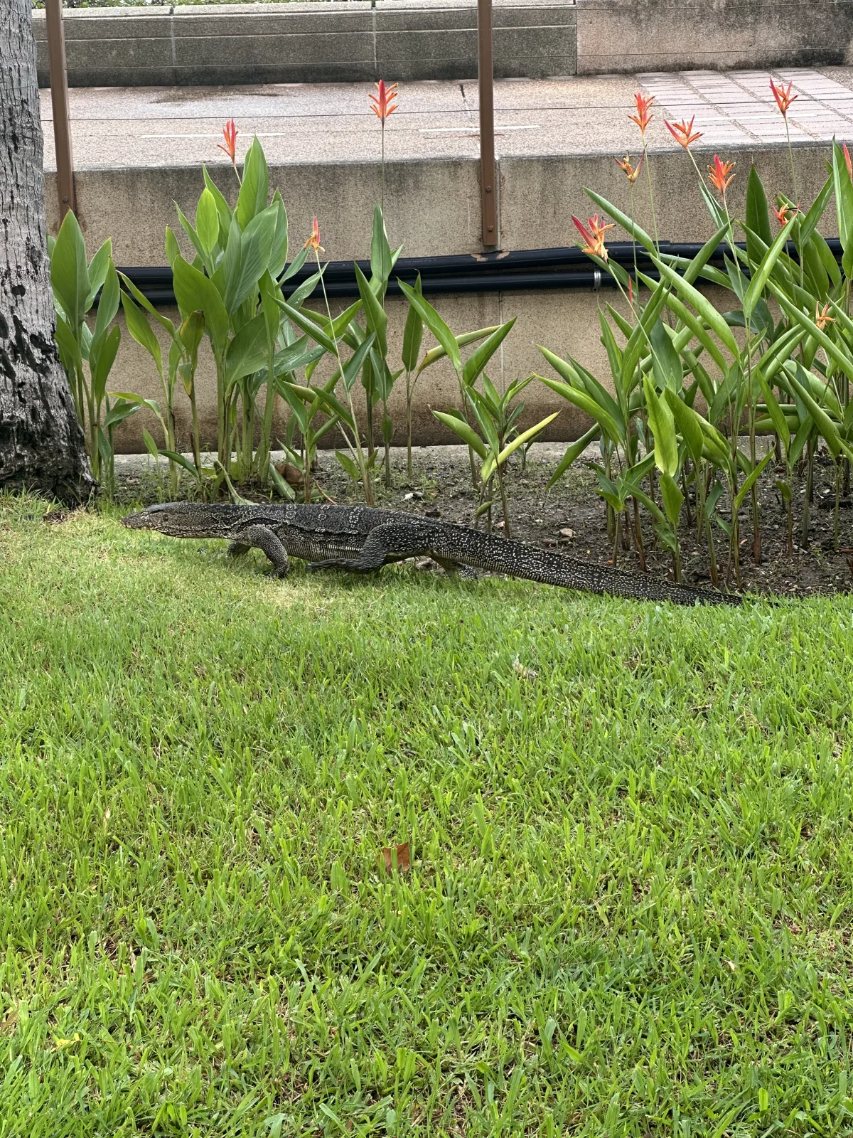 Ganz und gar nicht versteckt haben sich hingegen die Warane Warane im Benjakitti Park Bangkok