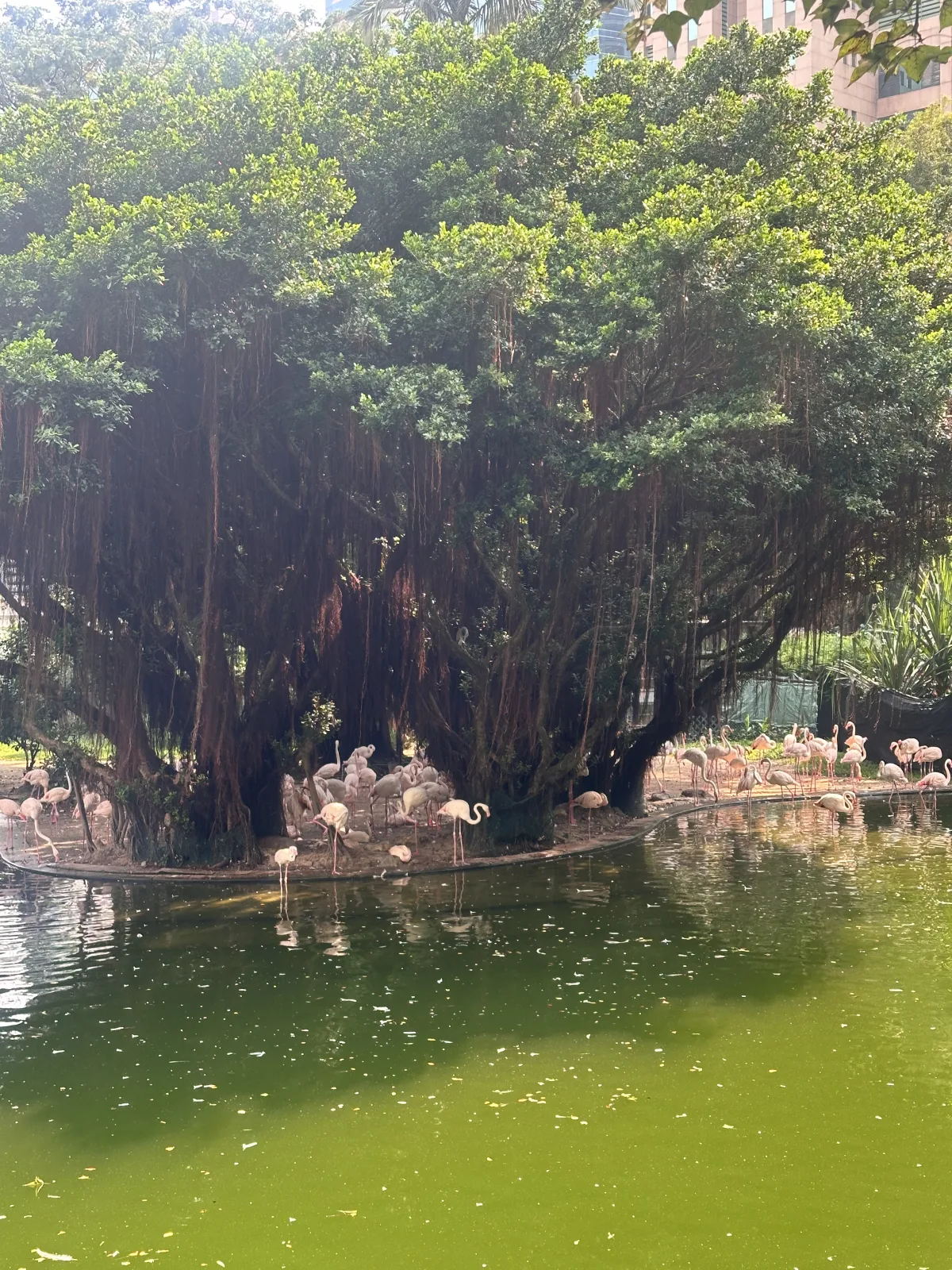Im Park kannst du viele Flamingos am Bird Lake beobachten Flamingos im Kowloon Park von Hongkong